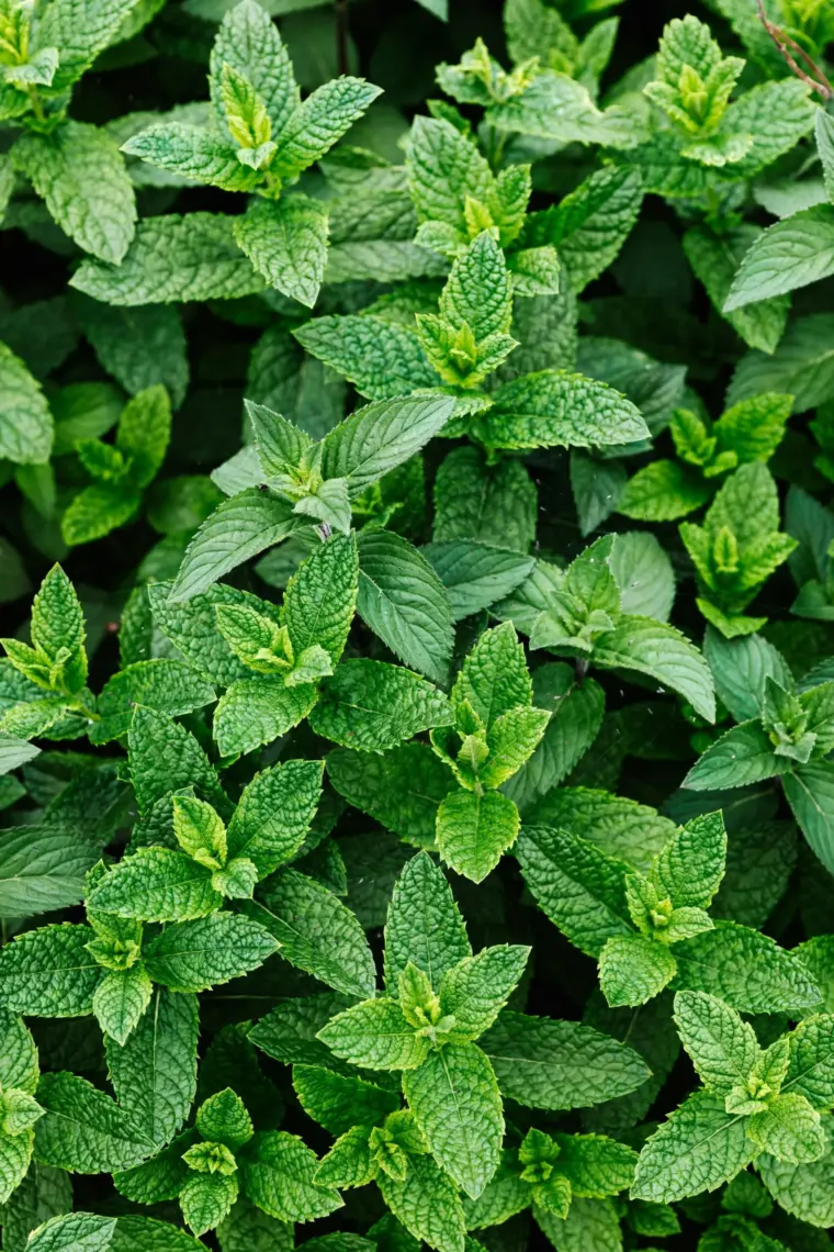 Menthe fraîche prête à être utilisée dans la préparation du gaspacho aux fèves et à la menthe